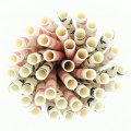 100 Pcs/Box Mixed Black Pink Paw Doggy Party Paper Straws